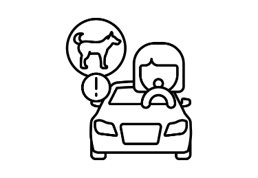 ציוד לרכב ולבטיחות הכלב